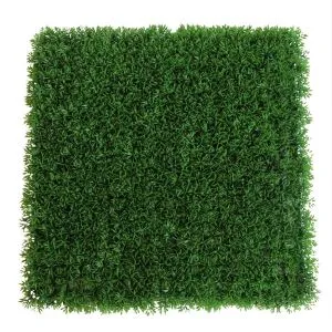 Zvitek za živo mejo iz škarjastega lesa